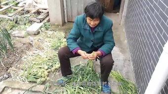 干日韩老太视频下载