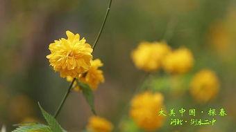 春色视频国产,探寻东方之美的新篇章